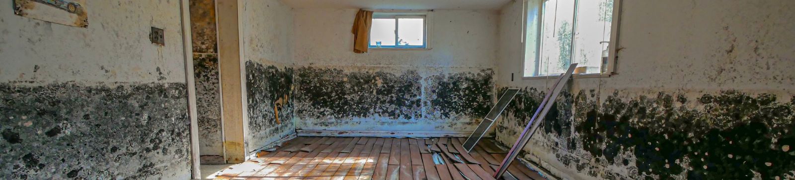 Safeguarding Children: The Importance of Preventing Mold Exposure